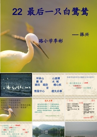 最后一只白鹭鸶课件