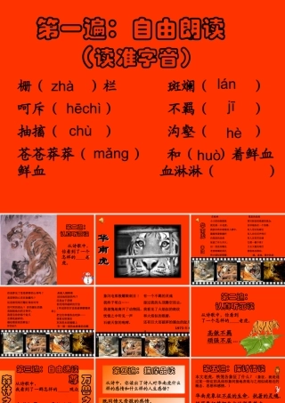 [中学联盟]内蒙古满洲里市第五中学七年级语文下册第六单元《28华南虎》课件（人教版）（共15张PPT）