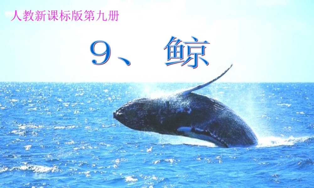 《鲸》教学课件