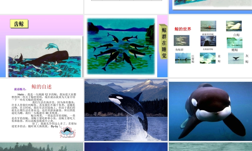 《鲸》教学课件