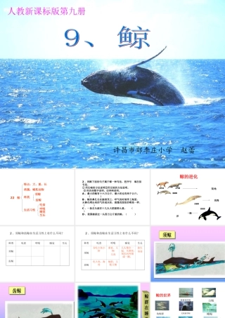 《鲸》教学课件