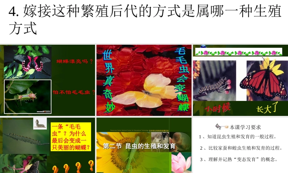 八年级下册人教版生物课件----昆虫的生殖和发育课件