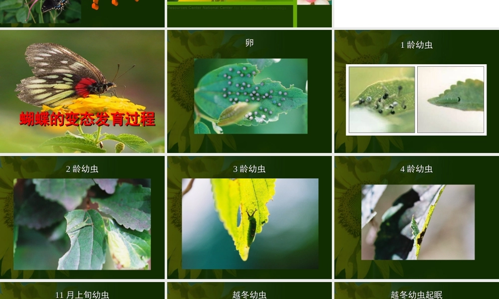 八年级下册人教版生物课件----昆虫的生殖和发育课件
