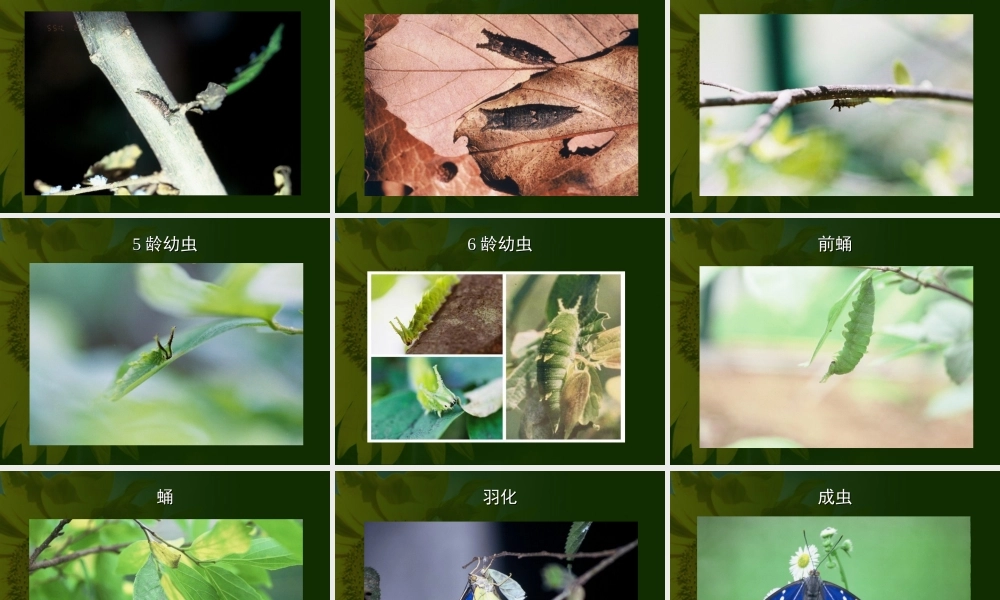 八年级下册人教版生物课件----昆虫的生殖和发育课件