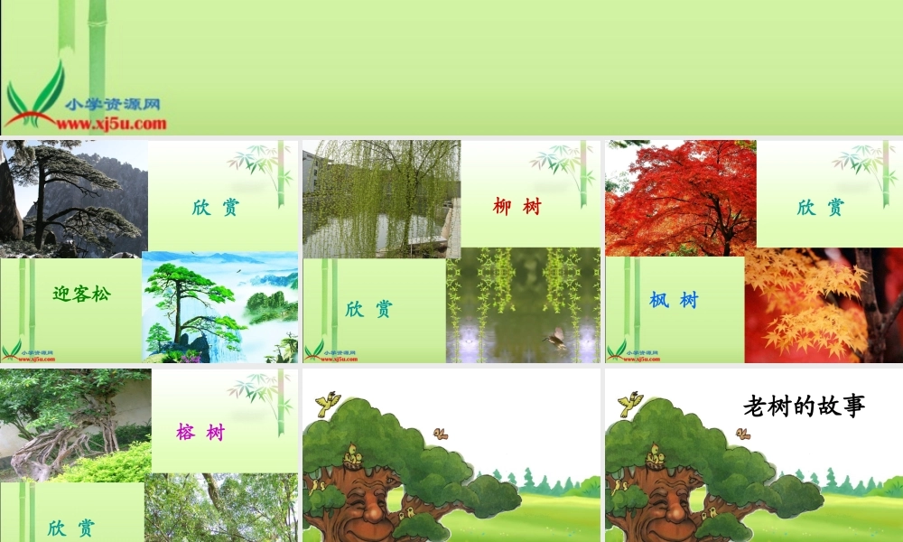 (北师大版)一年级语文下册课件_老树的故事1