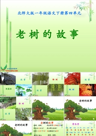 (北师大版)一年级语文下册课件_老树的故事1