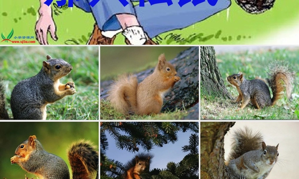 《那只松鼠》课件