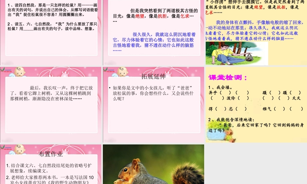 《那只松鼠》课件