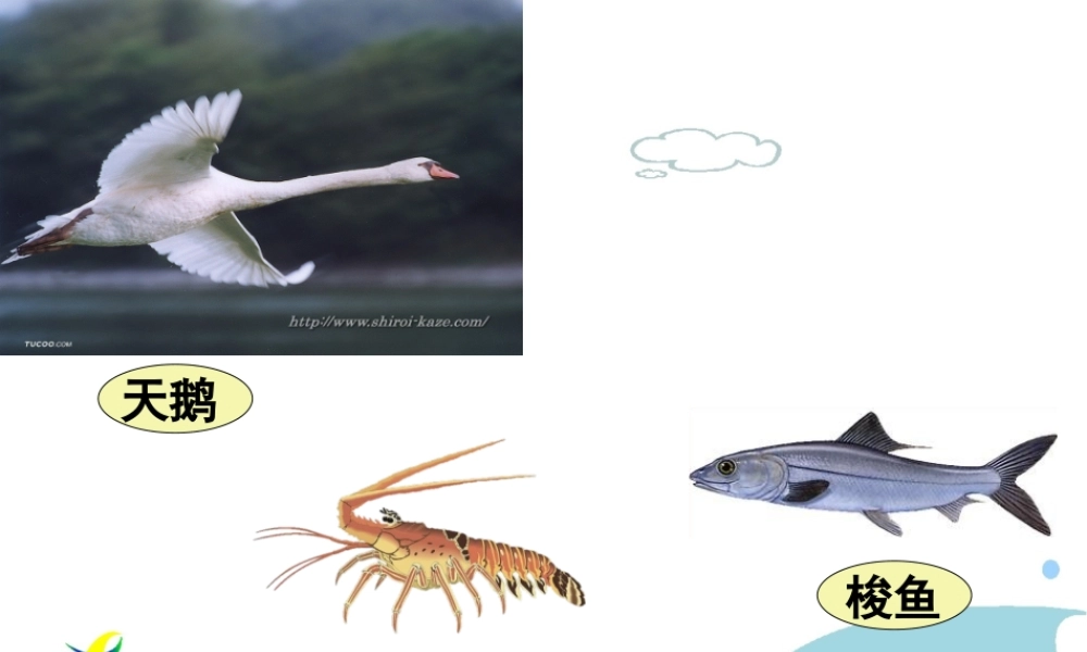 天鹅、大虾和梭鱼PPT1