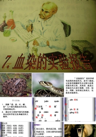 血染的实验报告PowerPoint演示文稿