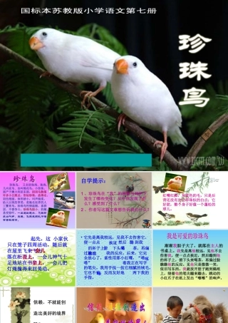 珍珠鸟课件[1]