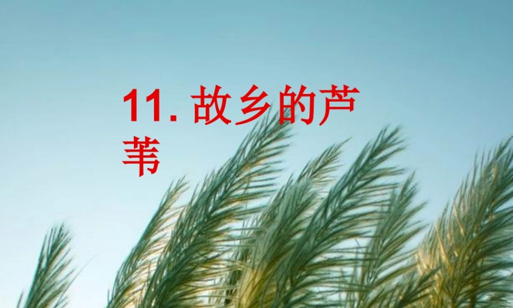 五年故乡的芦苇