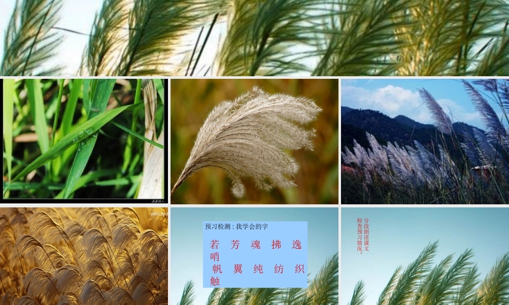 五年故乡的芦苇