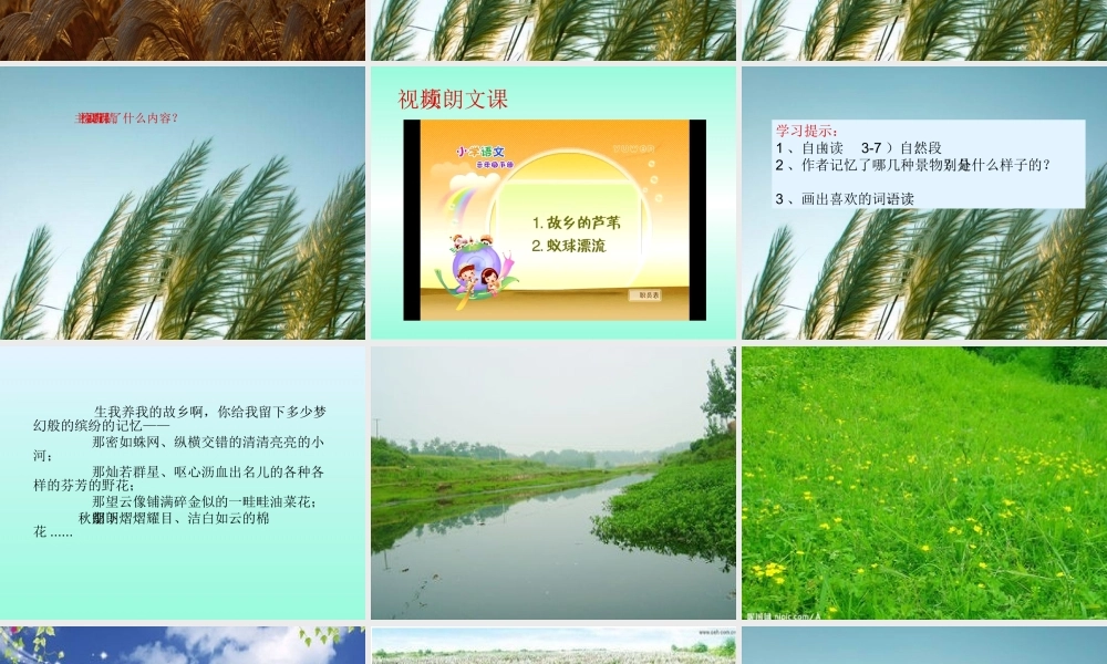 五年故乡的芦苇