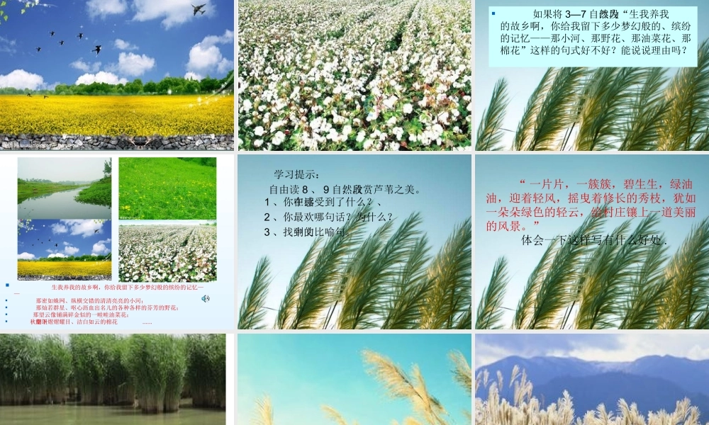 五年故乡的芦苇