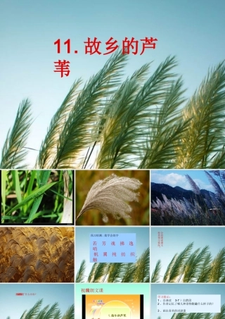 五年故乡的芦苇