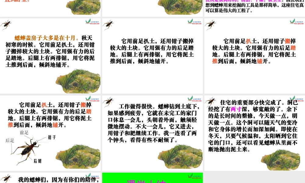 四年级上语文课件-蟋蟀的住宅