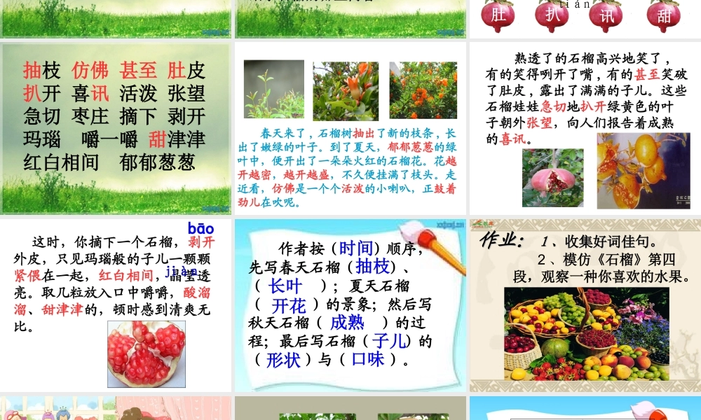 新石榴第一课时1(1)