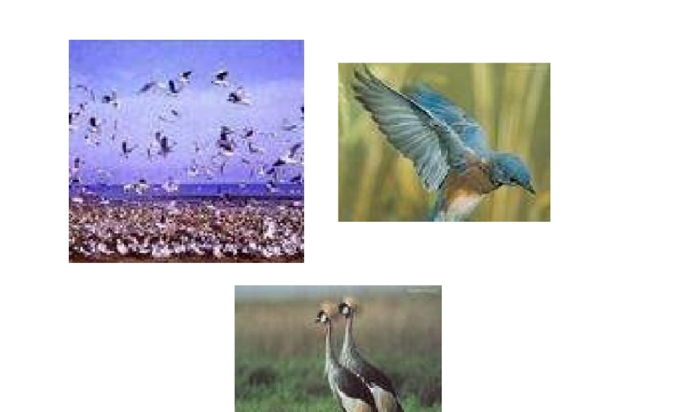 两只鸟蛋(小学一年级语文课件)