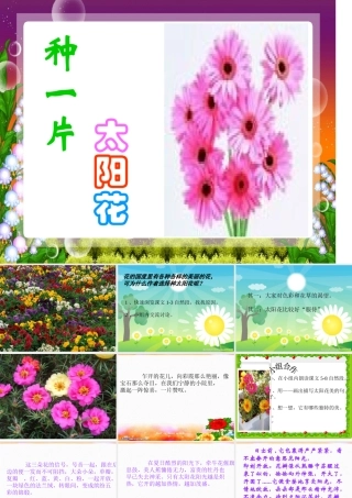 四年级语文课件《种一片太阳花》课件高丽萍