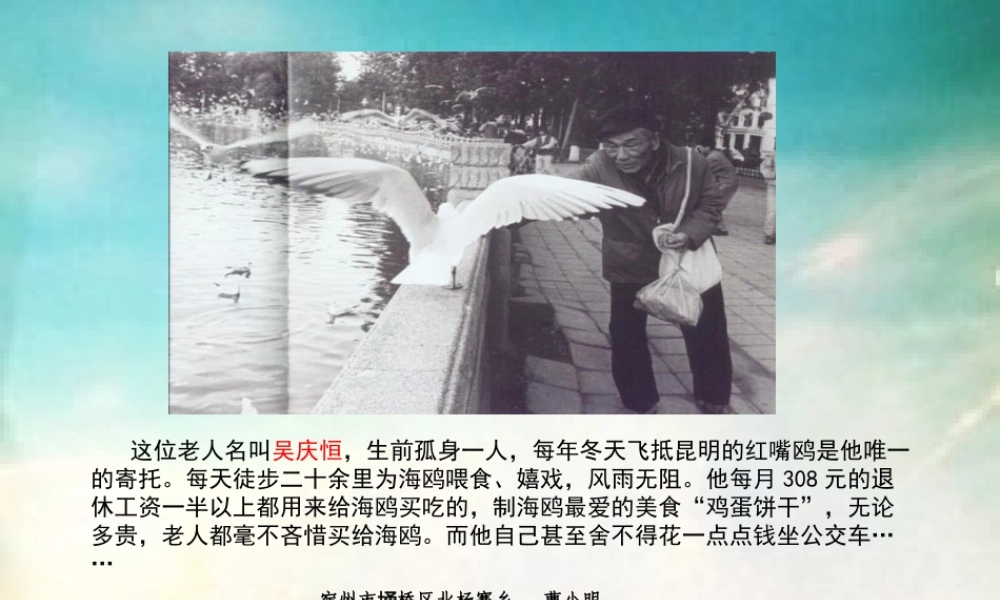 《老人与海鸥》PPT