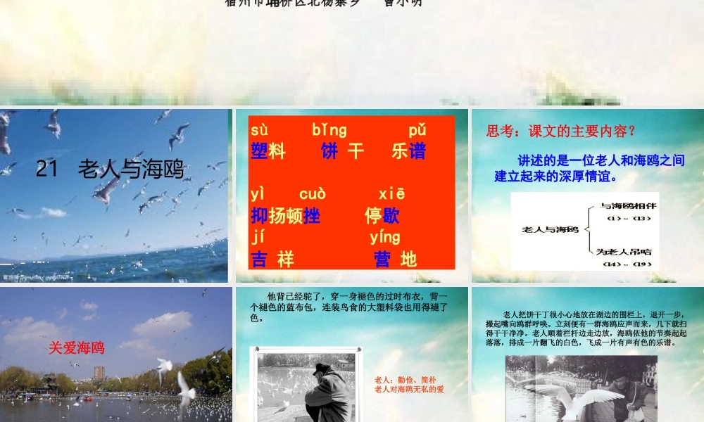 《老人与海鸥》PPT