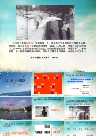 《老人与海鸥》PPT