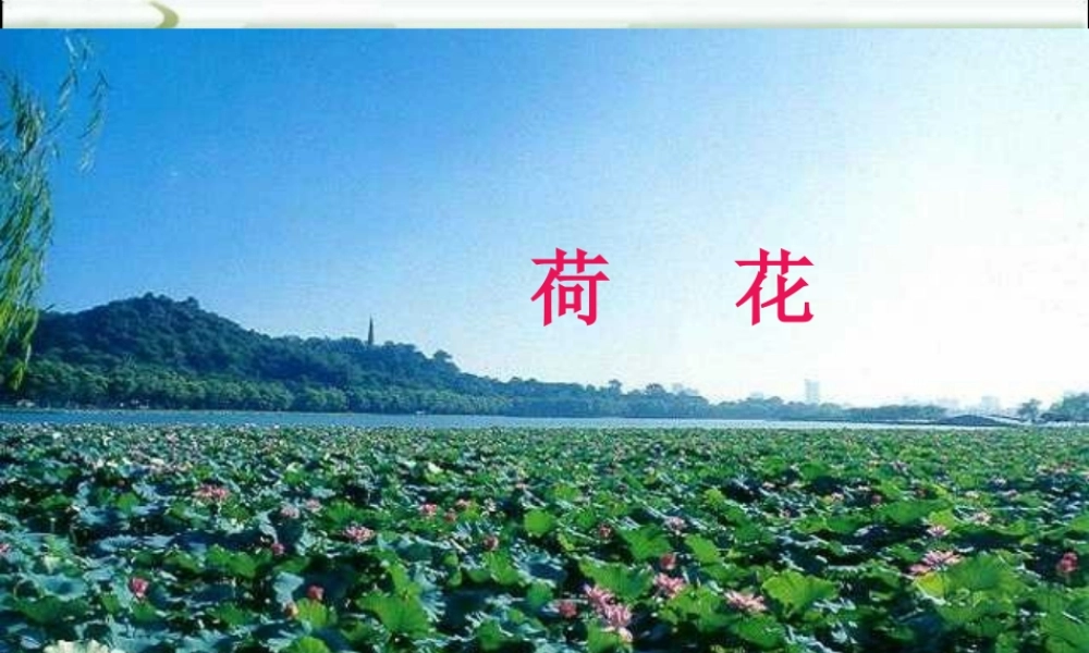 《荷花》课件 (3)