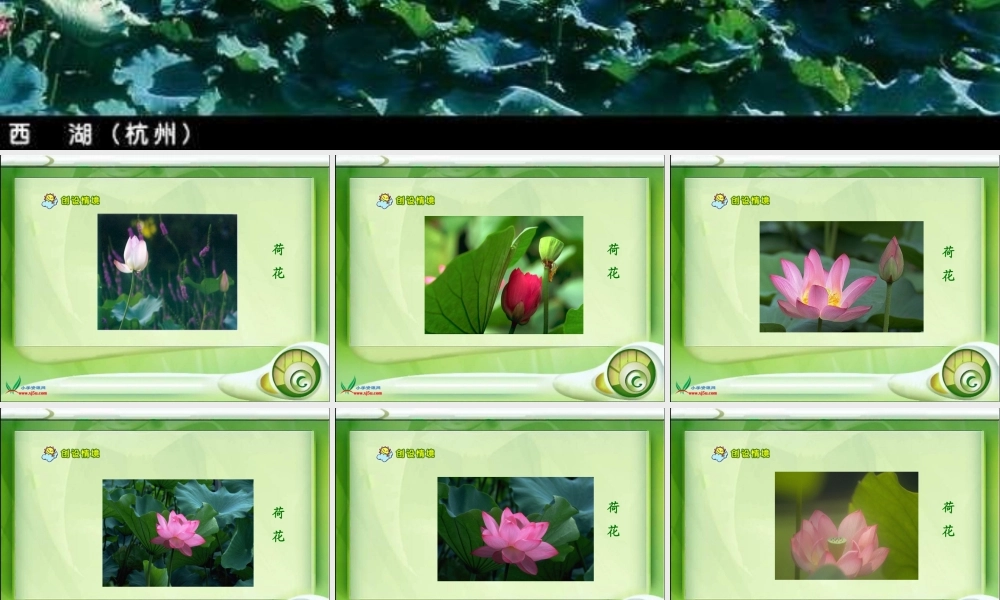 《荷花》课件 (3)