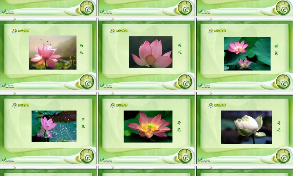 《荷花》课件 (3)