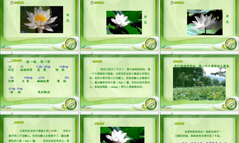 《荷花》课件 (3)