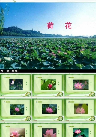 《荷花》课件 (3)