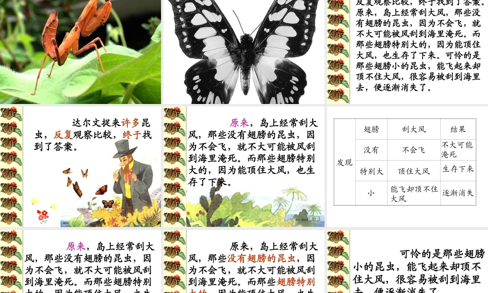 有趣的发现第二课时