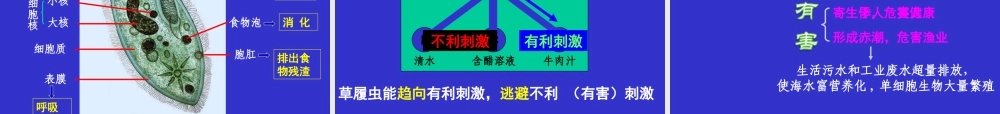 2014第二单元第二章细胞怎样构成生物体