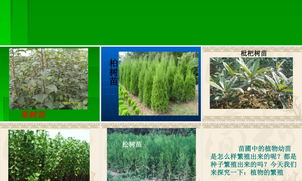 鄂教版小学科学五年级下册《植物的繁殖》课件