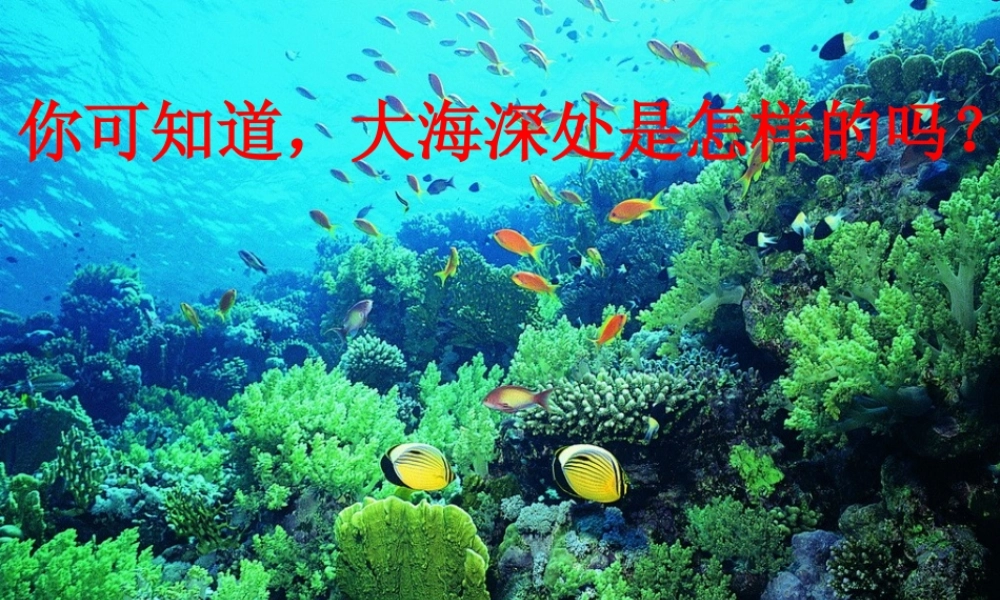 《海底世界》课件 (4)