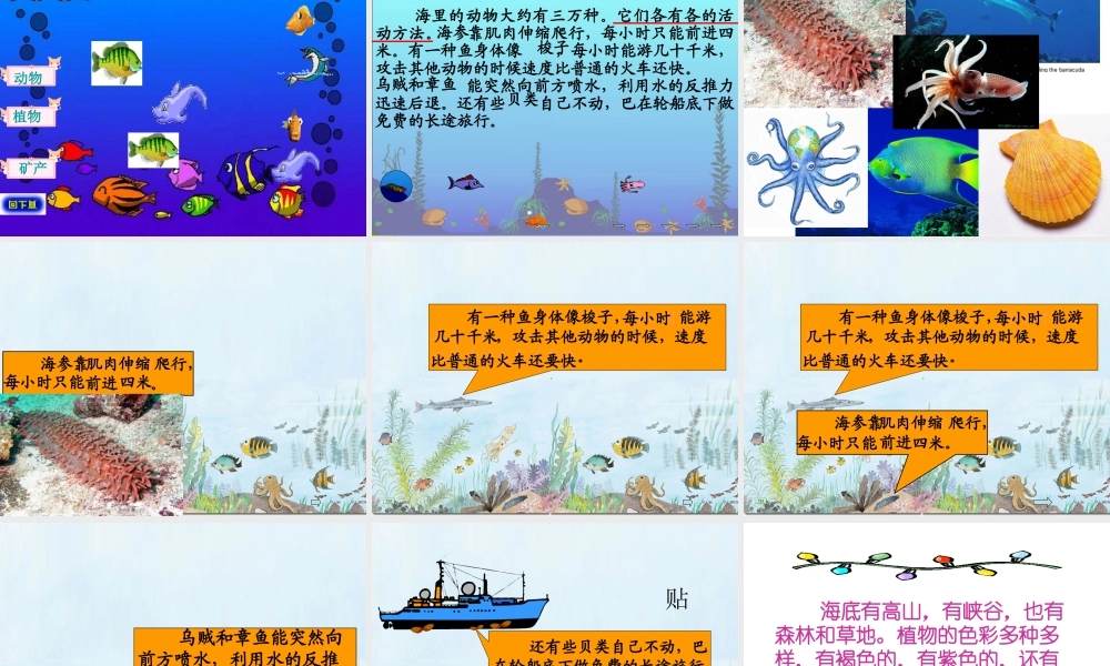 《海底世界》课件 (4)