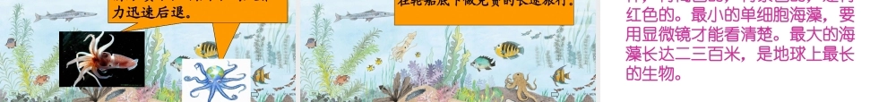 《海底世界》课件 (4)