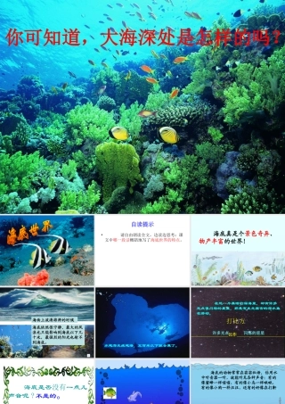 《海底世界》课件 (4)