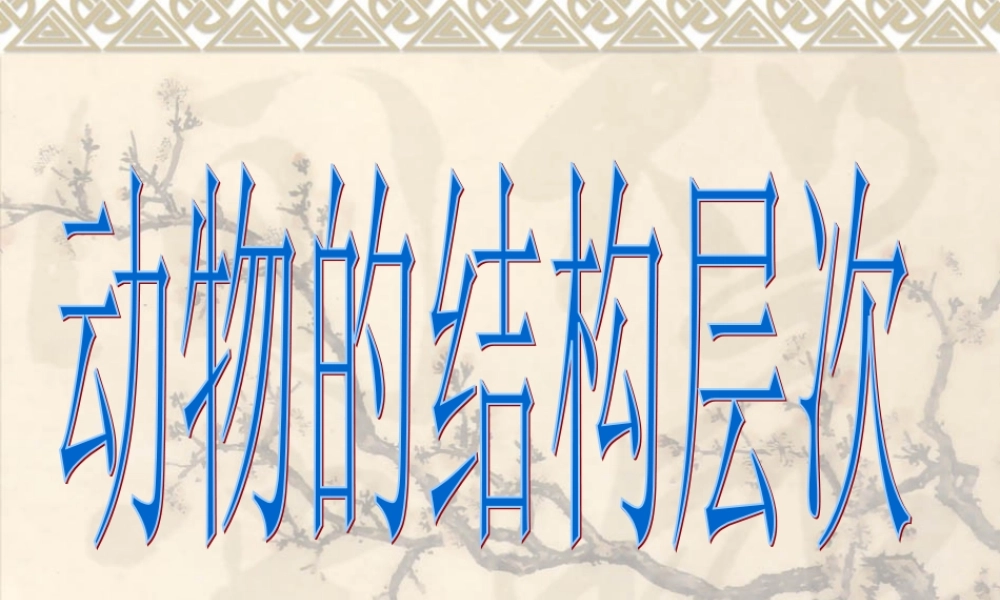 动物体的结构层次