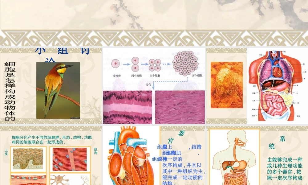 动物体的结构层次