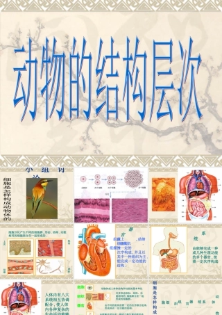 动物体的结构层次