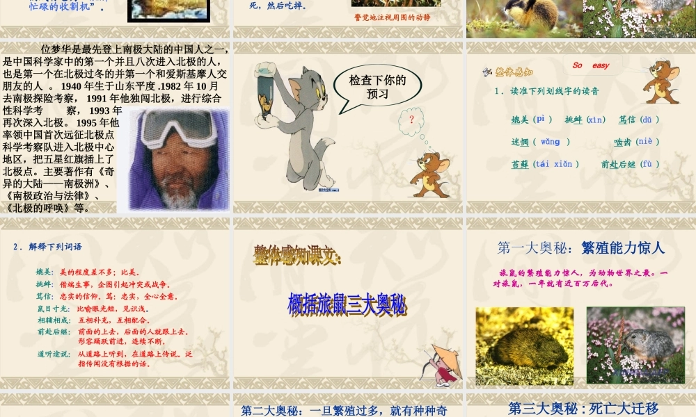 《旅鼠之谜》课件