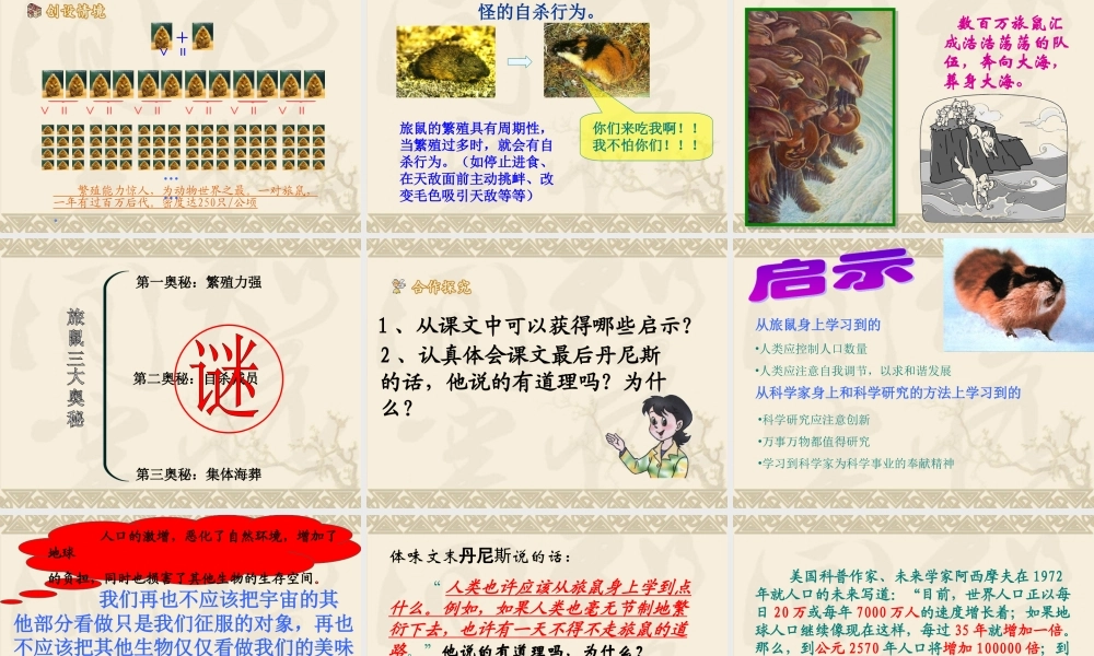 《旅鼠之谜》课件