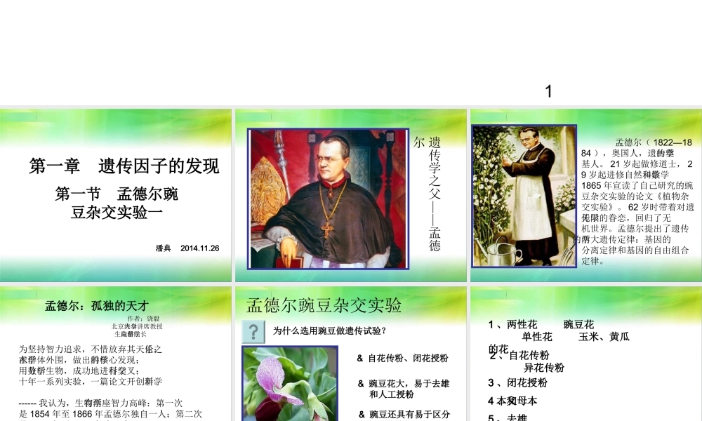 孟德尔豌豆杂交实验一