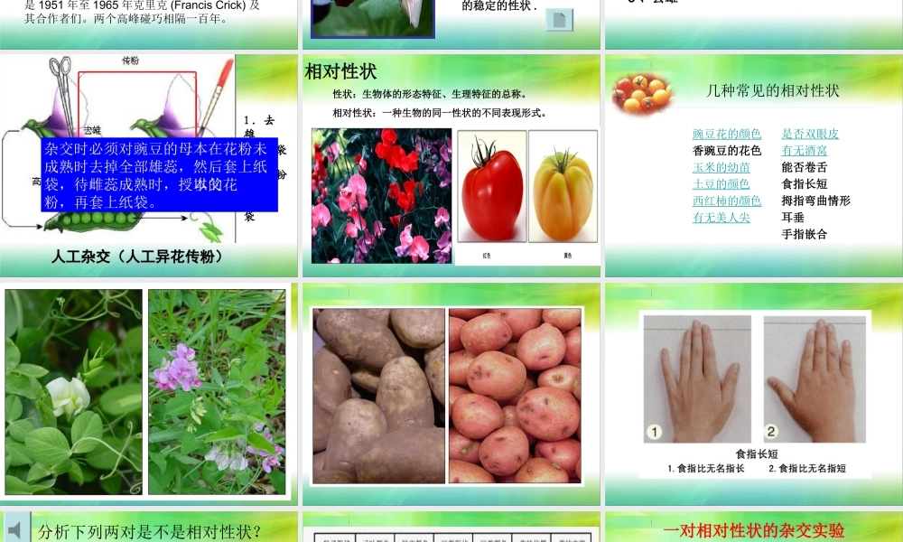 孟德尔豌豆杂交实验一