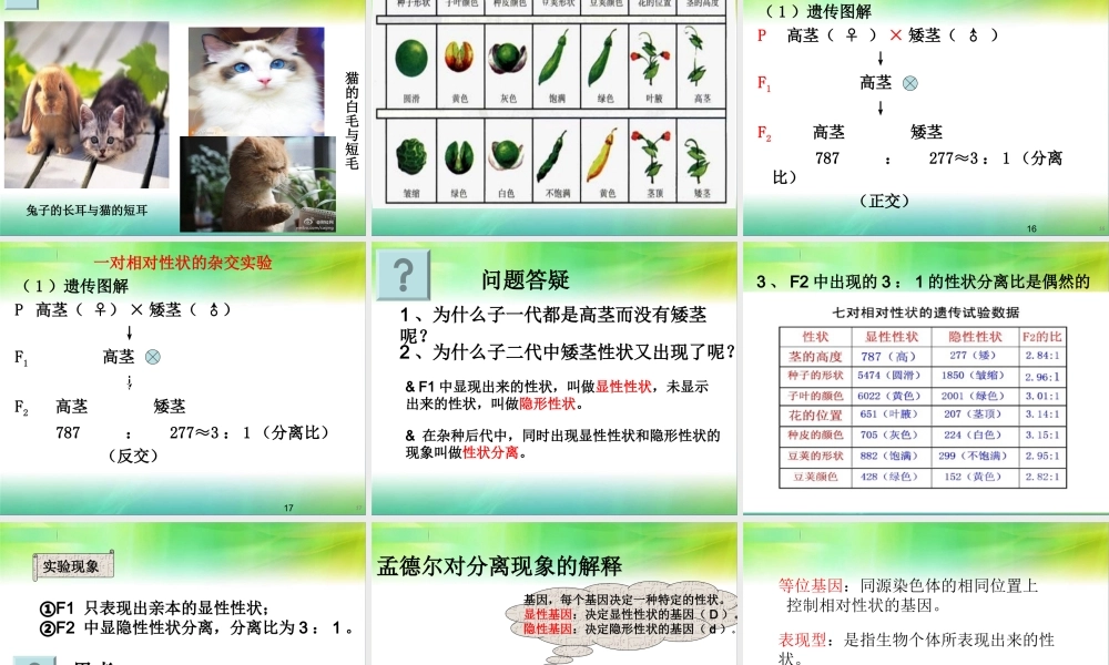 孟德尔豌豆杂交实验一