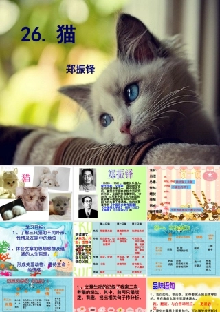 猫郑振铎课件