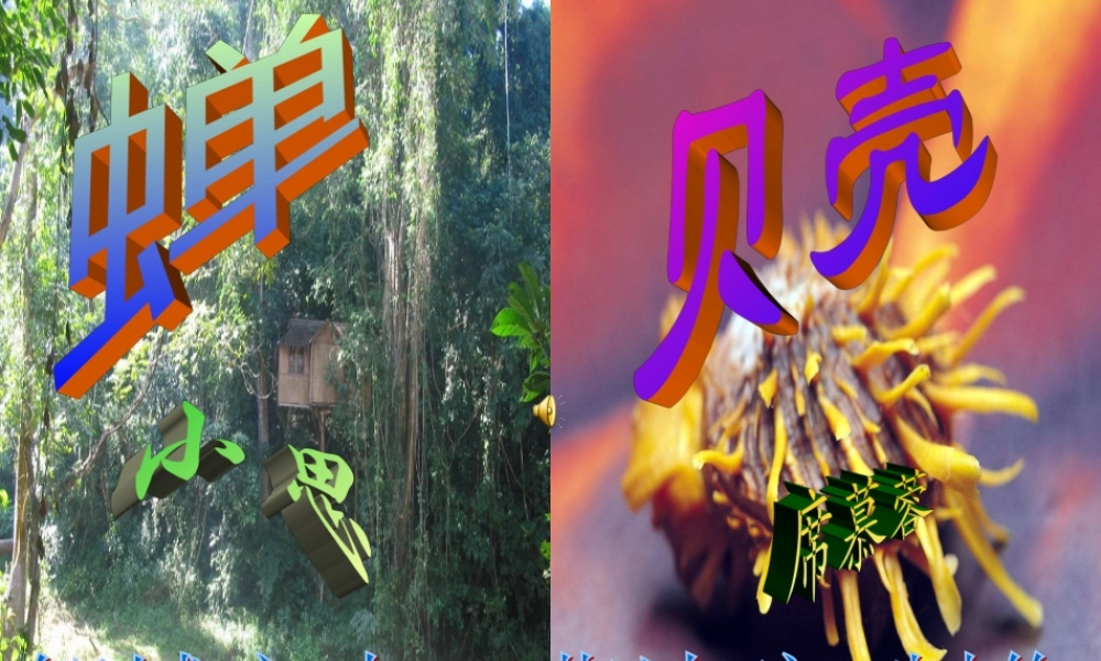 《蝉、贝壳》课件1