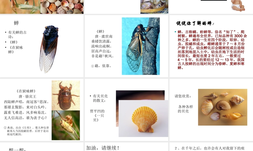 《蝉、贝壳》课件1
